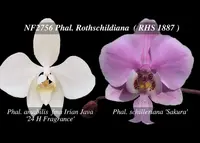 Phal. Rothschildiana 'Note: Remake with fragrance parents , variegated Leaves ' (amabilis fma Irian Java '24 H Fragrance ' x schilleriana ' Sakura ')