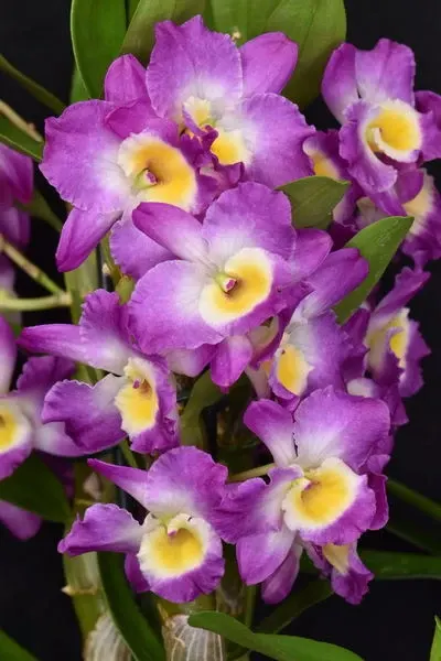 Dendrobium AKATSUKI