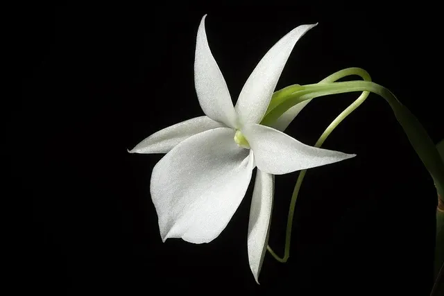 Angraecum leonis (Angraecum)