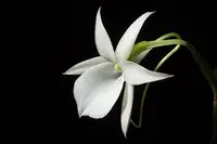 Angraecum leonis