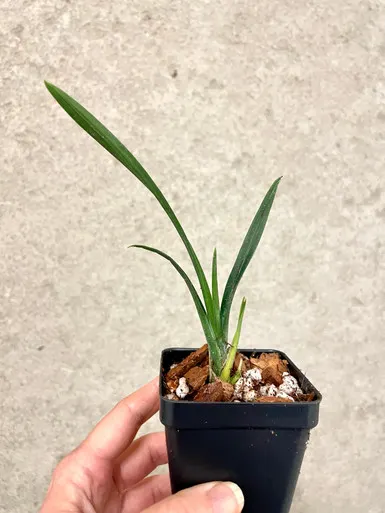 Cymbidium canaliculatum (Cymbidium)