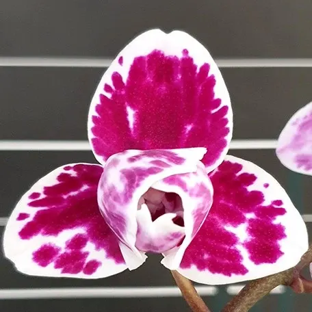 Phalaenopsis Miki Pink Panther