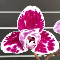 Phalaenopsis Miki Pink Panther (peloric 3 lips) 2.5"