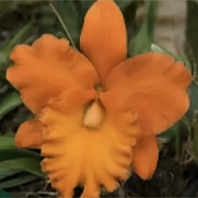 Cattleya Jupiter (Cattleya)