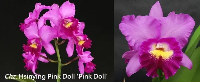 Rhyncholaeliocattleya Hsinying Pink Doll 'Pink Doll' (Rhyncholaeliocattleya)