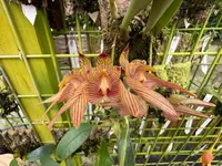 Bulbophyllum
