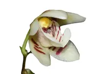 Koellensteinia portillae