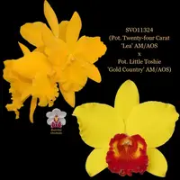 Cattleya Orchid Hybrid SVO11324 (Pot. Twenty-four Carat 'Lea' AM/AOS x Pot. Little Toshie 'Gold Country' AM/AOS)