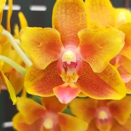 Phalaenopsis Lioulin Orange Stars