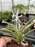 Neofinetia falcata ‘Gojo Fukurin’