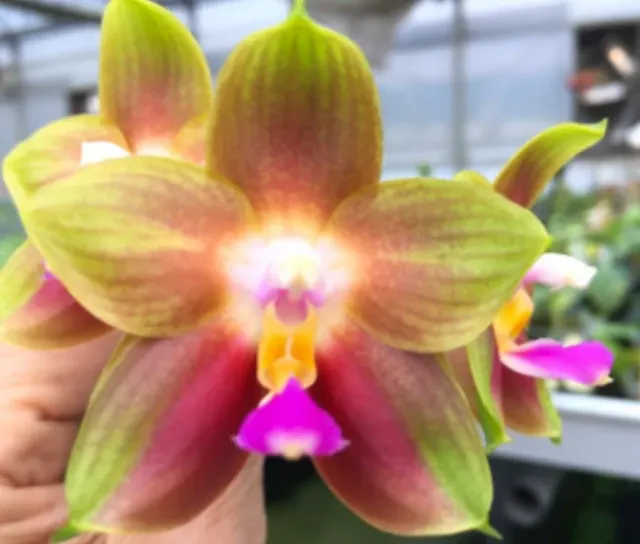 Phalaenopsis Joy Spring Canary MC 'Green Rainbow'