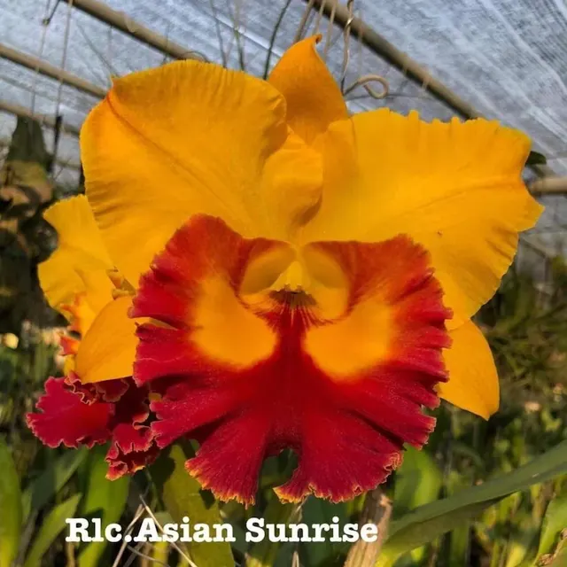 Rhyncholaeliocattleya Asian Sunrise (Rhyncholaeliocattleya)
