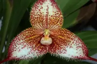 Dracula gorgona, Blooming Size, Shipping Included