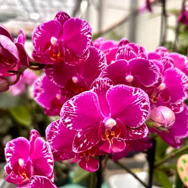 Phalaenopsis Asian Violin