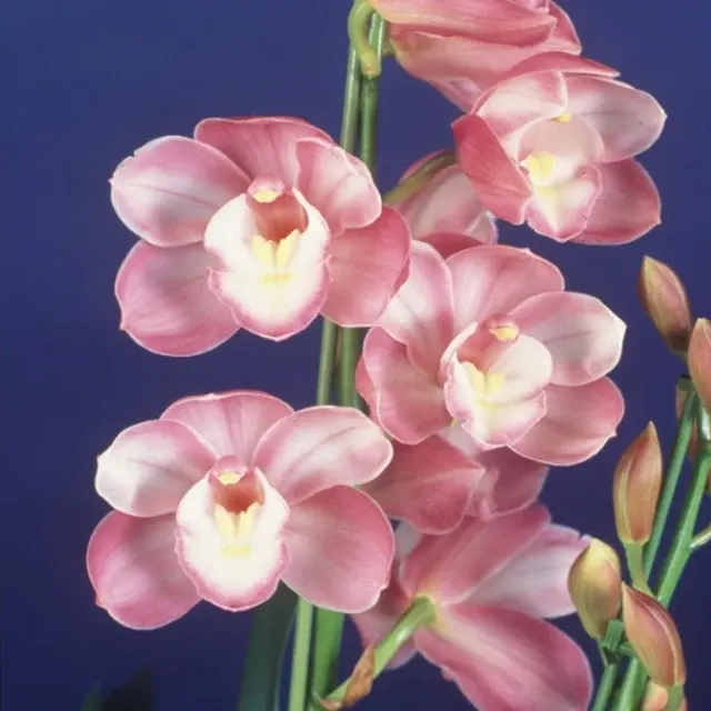 Cymbidium Enzan Stream 'Orpheus'