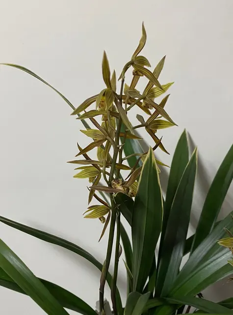 Cymbidium sinense 'BaoShan' (Cymbidium)