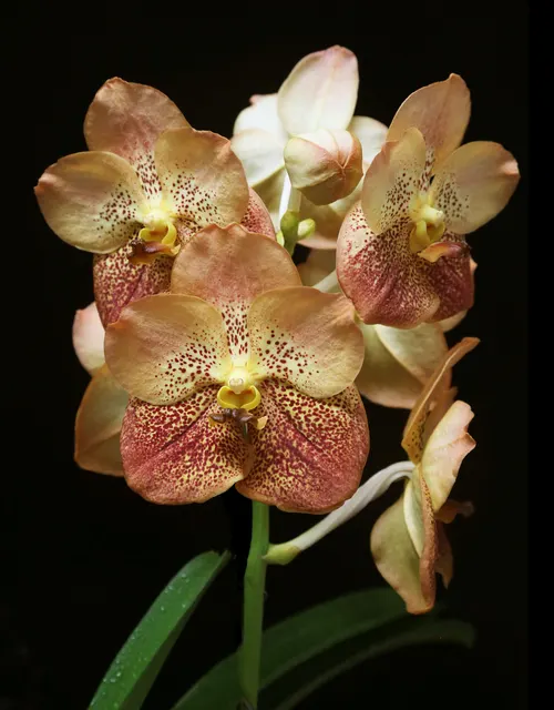 Vanda Coronation Celebration 'Quiney' (Vanda)