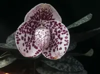 Paphiopedilum bellatulum