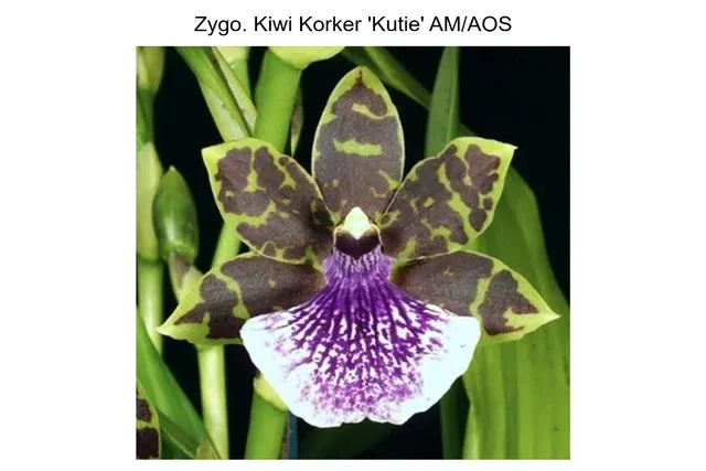 Zygopetalum Kiwi Korker 'Kutie'