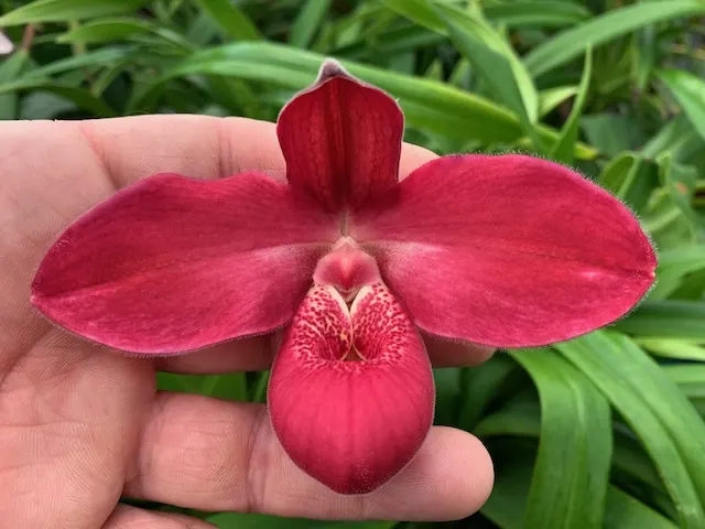 Phragmipedium Yelva Myhre (Phragmipedium)