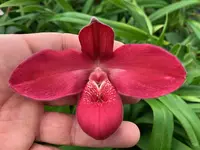 Phragmipedium Yelva Myhre (Rosalie Dixler × kovachii)