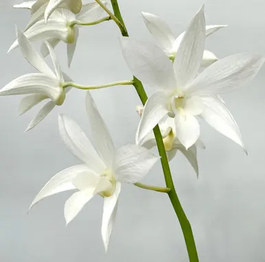 Dendrobium White Grace (Dendrobium)