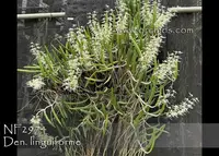 Dendrobium linguiforme 'Note: Limited , Mounted ' (" White Angel ' x " Peace ')