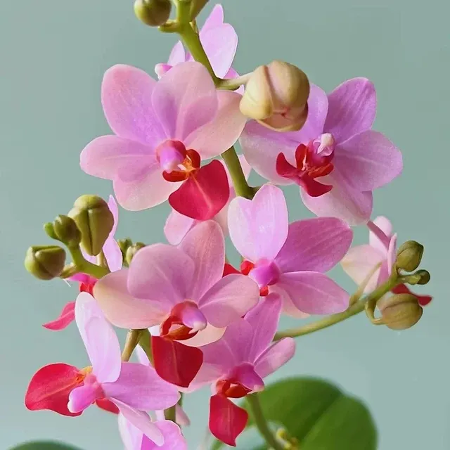 Phalaenopsis Prince Berry