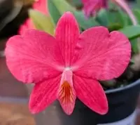 Sophronitis (coccinea x wittigiana)