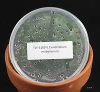 FLASK Dendrobium mirbelianum