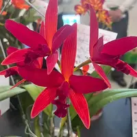 Cattleya Kagaribi Dawn 'Red Star' 2.5"