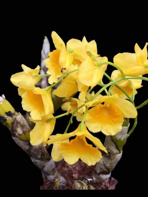 Dendrobium sukhakulii (Dendrobium)