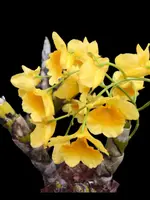 Dendrobium sukhakulii