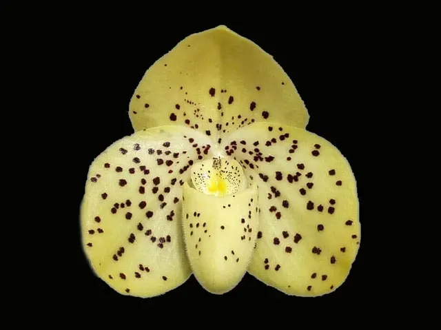 Paphiopedilum conco-bellatulum x sib