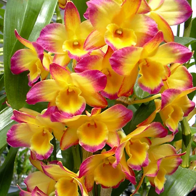 Dendrobium Cyguns 'Passion Rogue'