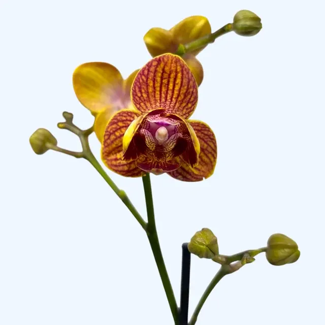 Phalaenopsis Kauai Sunset Peloric- 3lips
