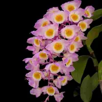 Dendrobium amabile sp.