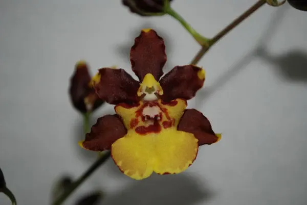 Miltonidium GREEN VALLEY 'Honey'