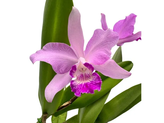 Cattleya Sexy Bee (Cattleya)