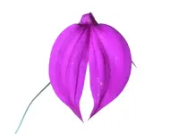 Masdevallia coccinea 'Dorado'