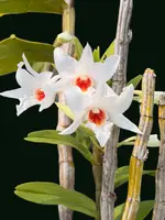 Dendrobium draconis