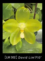 LM302 Phalaenopsis David Lim 'F10'