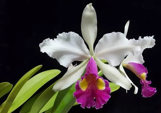 Cattleya Hardyana 'Hsinying'