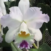 Lc Pure Soul 'Yutaka Morimoto' Blooming size cattleya orchid clone. 4" pot. Fragrant blooms