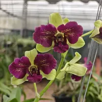 Dendrobium Areedang Blue 3 Lip