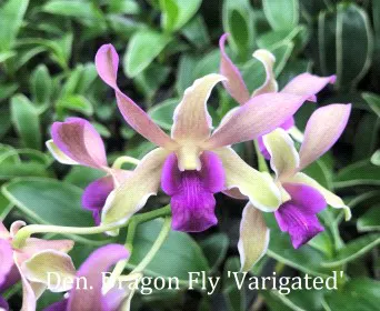 Dendrobium Dragon Fly 'Varigated' (Dendrobium)