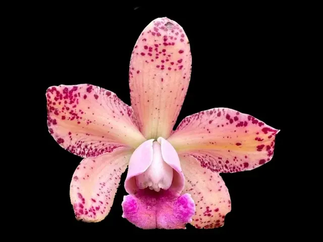 Rhyncholaeliocattleya Arcadio Arosemena (Rhyncholaeliocattleya)