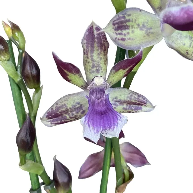Zygotoria Paul R. Weissich Parfumat