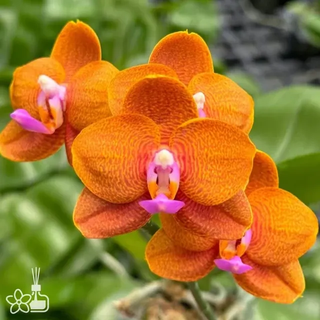 Phalaenopsis Miro Curry