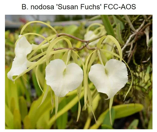 Broughtonia nodosa